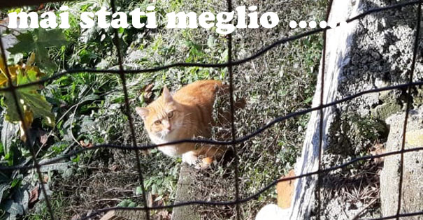 GATTI IN VALLE SCRIVIA: PRONTA LA NUOVA CASA